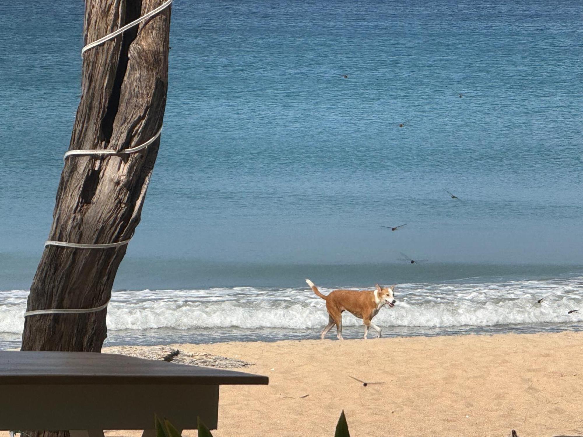 Coral Bay فندق تريكونامالاي